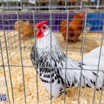 Ag Show Poultry Bermuda, April 10 2019-9916
