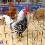 Ag Show Poultry Bermuda, April 10 2019-9917