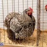 Ag Show Poultry Bermuda, April 10 2019-9918