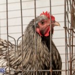 Ag Show Poultry Bermuda, April 10 2019-9919