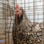 Ag Show Poultry Bermuda, April 10 2019-9920