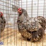 Ag Show Poultry Bermuda, April 10 2019-9922