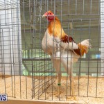 Ag Show Poultry Bermuda, April 10 2019-9926