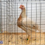 Ag Show Poultry Bermuda, April 10 2019-9927