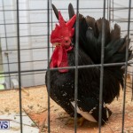 Ag Show Poultry Bermuda, April 10 2019-9929