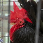 Ag Show Poultry Bermuda, April 10 2019-9931