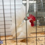 Ag Show Poultry Bermuda, April 10 2019-9933