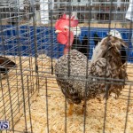 Ag Show Poultry Bermuda, April 10 2019-9935