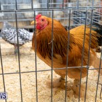 Ag Show Poultry Bermuda, April 10 2019-9936