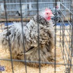 Ag Show Poultry Bermuda, April 10 2019-9937