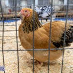 Ag Show Poultry Bermuda, April 10 2019-9938
