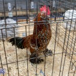 Ag Show Poultry Bermuda, April 10 2019-9939