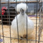 Ag Show Poultry Bermuda, April 10 2019-9942