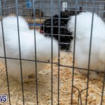 Ag Show Poultry Bermuda, April 10 2019-9952