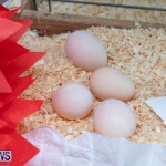 Ag Show Poultry Bermuda, April 10 2019-9956