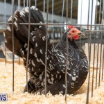 Ag Show Poultry Bermuda, April 10 2019-9959