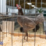 Ag Show Poultry Bermuda, April 10 2019-9961