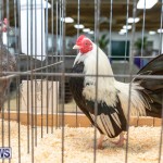 Ag Show Poultry Bermuda, April 10 2019-9966