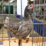 Ag Show Poultry Bermuda, April 10 2019-9971