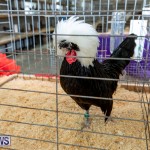 Ag Show Poultry Bermuda, April 10 2019-9974