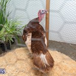 Ag Show Poultry Bermuda, April 10 2019-9988