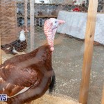 Ag Show Poultry Bermuda, April 10 2019-9994
