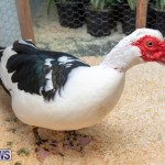 Ag Show Poultry Bermuda, April 10 2019-9998