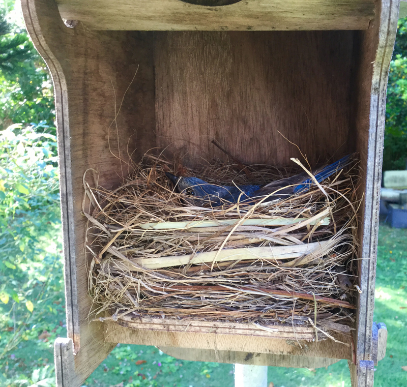 Bluebird nest Bermuda April 2019