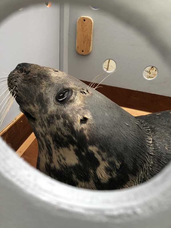 Lou Seal Bermuda April 2019 (1)