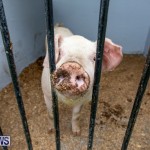 Pigs Ag Show Wednesday Bermuda, April 10 2019-9747