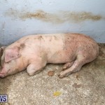 Pigs Ag Show Wednesday Bermuda, April 10 2019-9751
