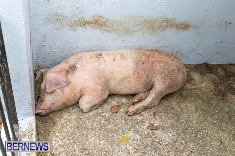 Pigs-Ag-Show-Wednesday-Bermuda-April-10-2019-9751