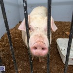 Pigs Ag Show Wednesday Bermuda, April 10 2019-9753