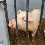 Pigs Ag Show Wednesday Bermuda, April 10 2019-9755