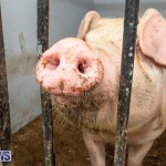 Pigs Ag Show Wednesday Bermuda, April 10 2019-9757