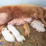 Pigs Ag Show Wednesday Bermuda, April 10 2019-9765
