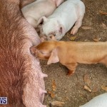 Pigs Ag Show Wednesday Bermuda, April 10 2019-9766