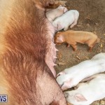 Pigs Ag Show Wednesday Bermuda, April 10 2019-9767