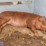 Pigs Ag Show Wednesday Bermuda, April 10 2019-9776