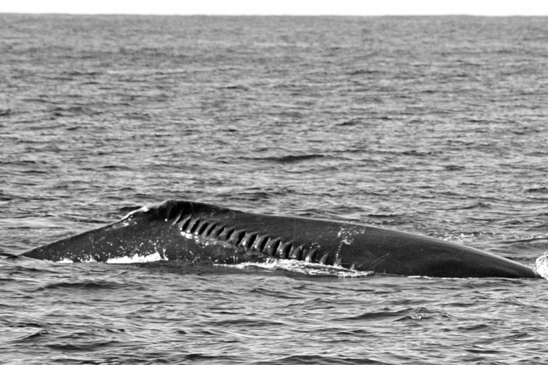 Whale Bermuda April 2019 (1)