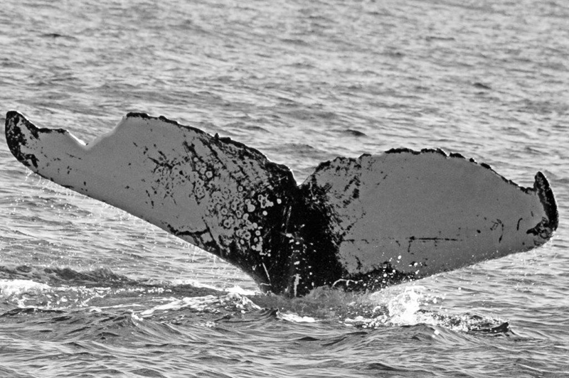 Whale Bermuda April 2019 (2)