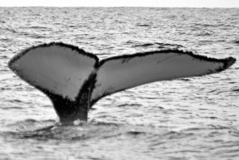 Whale Bermuda April 2019 (2)