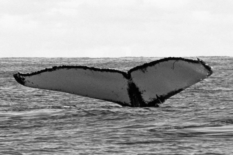Whale Bermuda April 2019 (3)