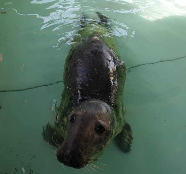 grey Seal-Bermuda-April-2019