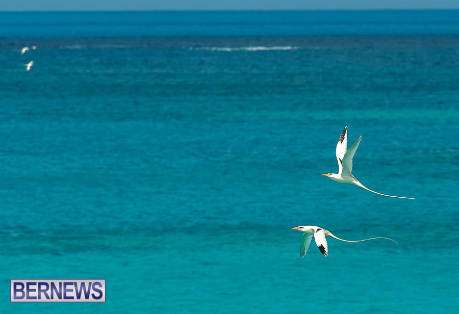 300 Pairs of Longtails are seen all over the shores this time of year