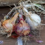 Bermuda Onion Day at Carter House, May 18 2019-6822