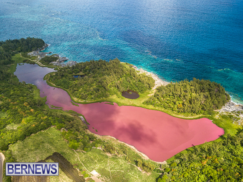Algae Blooming Bermuda June 2019 (3)