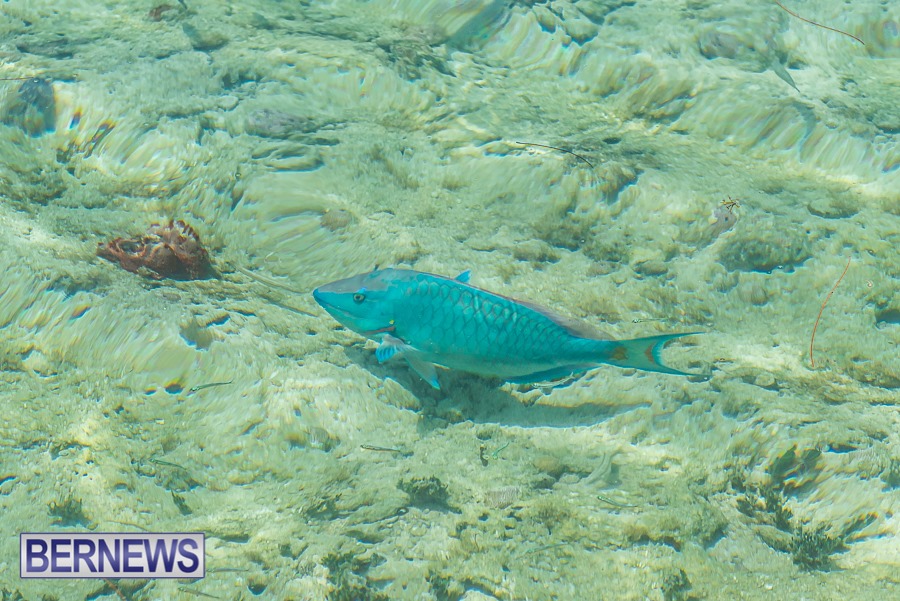 A parrotfish cruises the shallows of Flatt's Inlet on a sunny day
