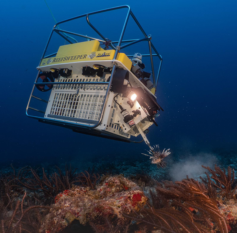 Atlantic Lionshare ReefSweeper Bermuda Aug 2019