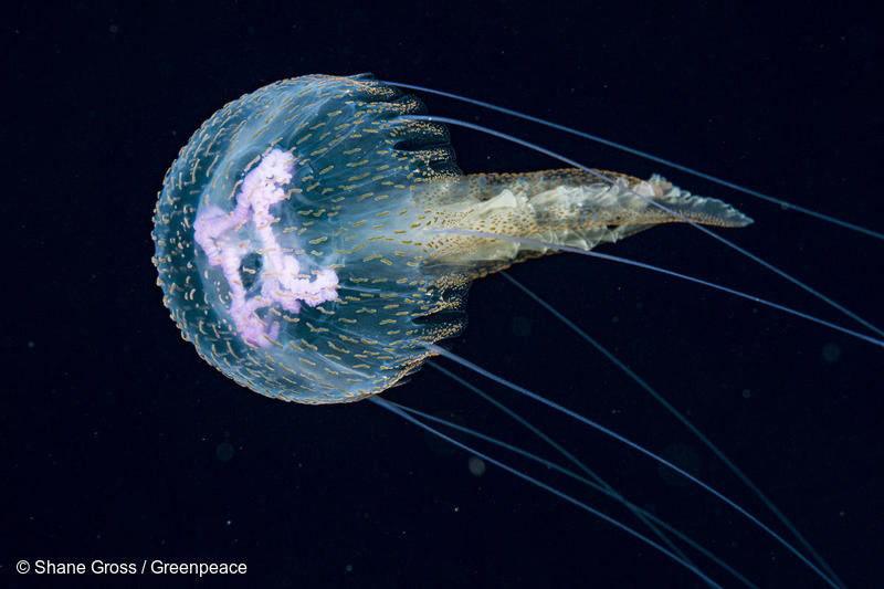 Sargasso Sea Blackwater Jellyfish